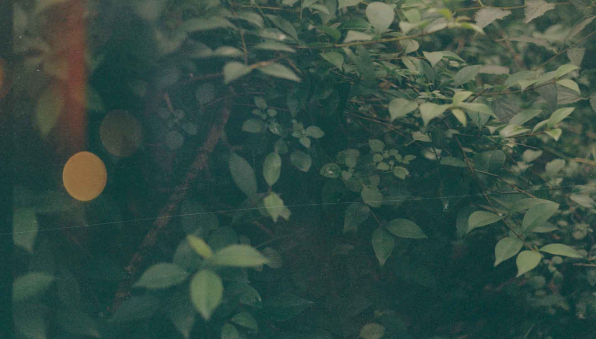 leaf-background-compressed